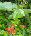Clerodendron speciosissimum