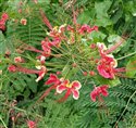 Caesalpinia pulcherrima