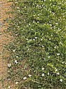 Calystegia soldanella