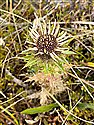 Carlina vulgaris