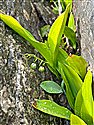 Convallaria majalis
