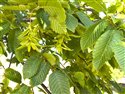 Hornbeam