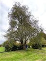 Crataegus monogyna