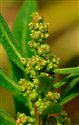 Chenopodium glaucum
