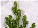 Calocedrus decurrens