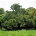 Cercidiphyllum japonicum