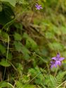 Campanula patula