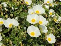 Cistus salviifolius