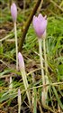 Colchicum autumnale