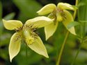Clematis serratifolia