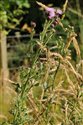 Cirsium arvense