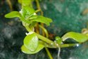 Callitriche stagnalis