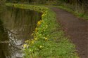 Caltha palustris