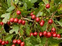 Crataegus monogyna