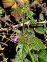 Clinopodium vulgare