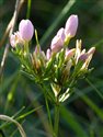 Centaurium erythraea