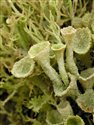 Cladonia sp. 2