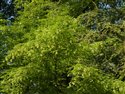 Carpinus betulus