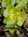 Chrysosplenium oppositifolium