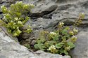 Cochlearia officinalis