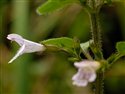 Clinopodium ascendens