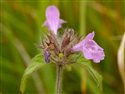 Clinopodium vulgare