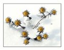 Carlina vulgaris