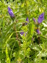 Campanula glomerata