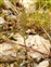 Taxonomic plant kingdom, Catapodium rigidum
