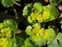Bract, Chrysosplenium alternifolium