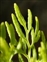 The Ribbon Fern family, Pteridaceae, Cryptogramma crispa