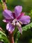 Purple flowers, Chamaenerion angustifolium