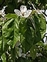 Leaf, Cydonia oblonga