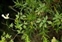 Bracken, Ceratocapnos claviculata