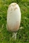 Coprinaceae, the Ink Cap family, Coprinus comatus