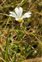 Flower, Cerastium arvense