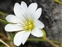 Flower, Cerastium arvense