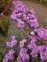 The Meadow Saffron family, Colchicaceae, Colchicum