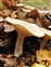 Tricholomataceae, Clitocybe geotropa