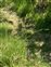 Inflorescence, Carex binervis