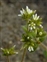 Boundaries, Cerastium glomeratum