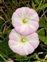 Taxonomic plant kingdom, Convolvulus arvensis