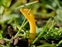 Clavariaceae, Clavulinopsis helvola