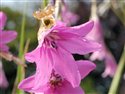 Dierama pauciflorum