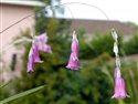 Dierama mossii