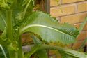 Dipsacus sativus
