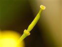 Diplotaxis muralis