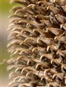 Dipsacus sativus