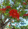 Delonix regia