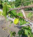 Derris trifoliata
